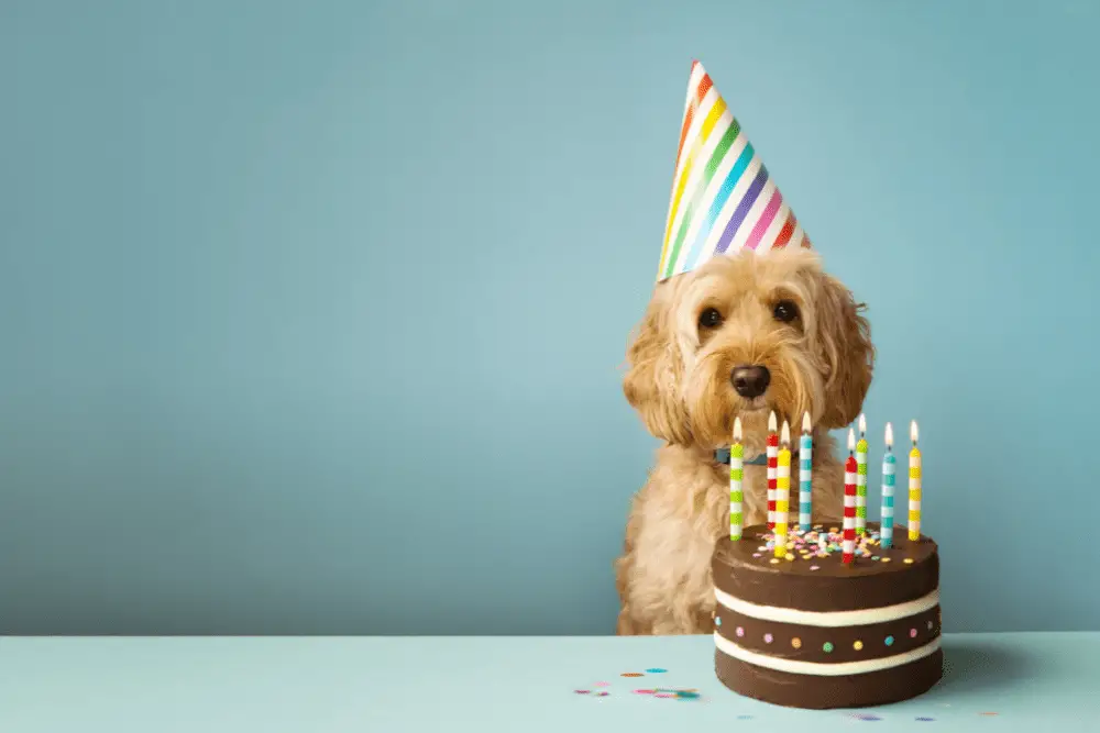 Birthday-Cake-for-dogs-happy-birthday-dog