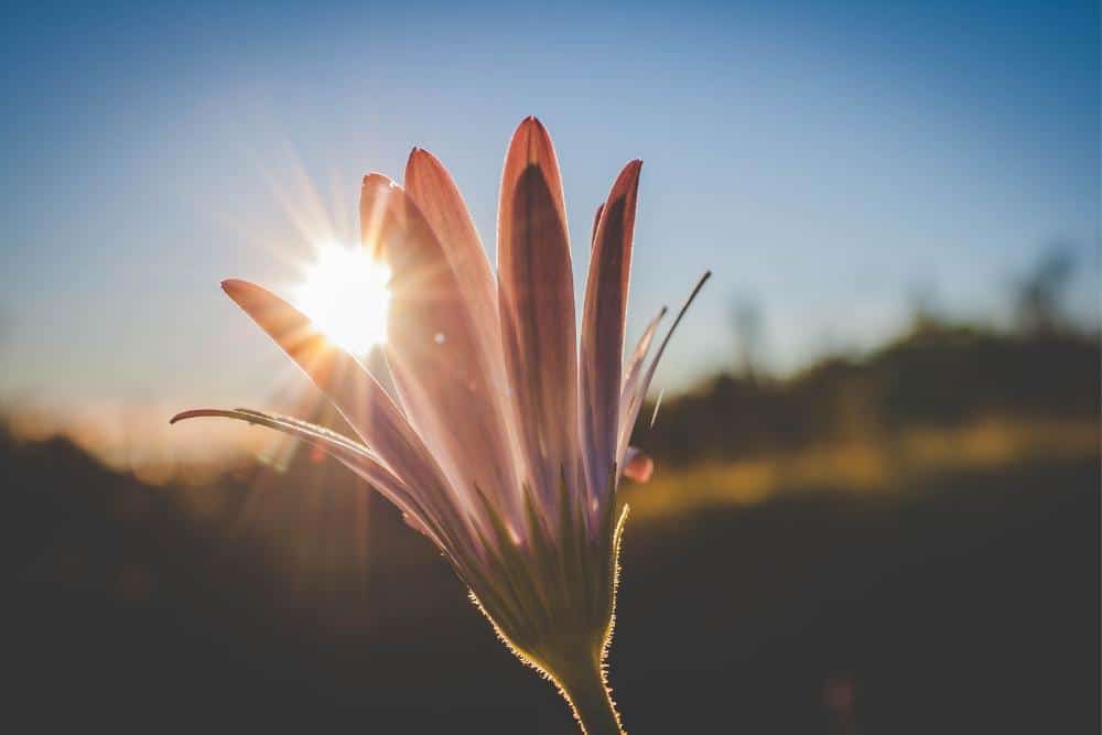 Flower shining under the sunligh