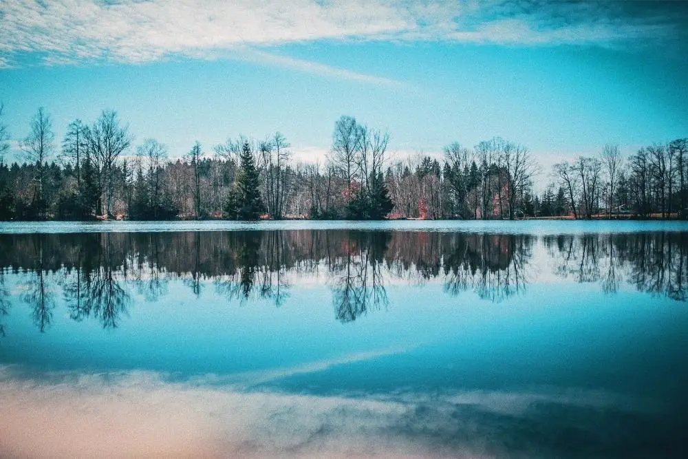 Reflection of trees in a lake