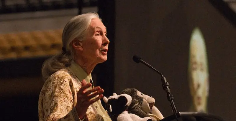 Jane Goodall Quotes