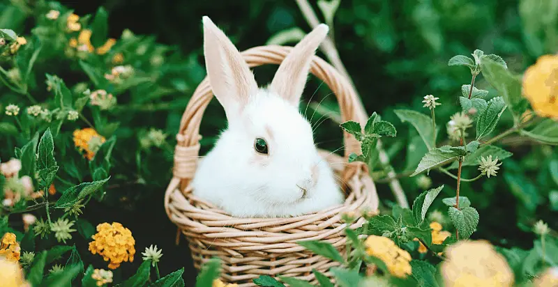 26 Delightful Velveteen Rabbit Quotes
