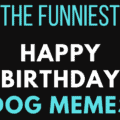 Happy Birthday Dog Memes