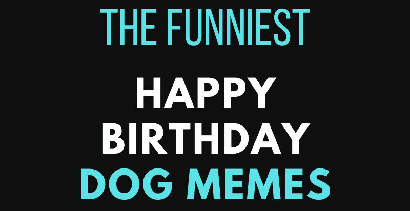 Happy Birthday Dog Memes – Funniest Ever!