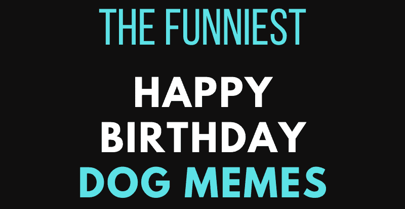 Happy Birthday Dog Memes