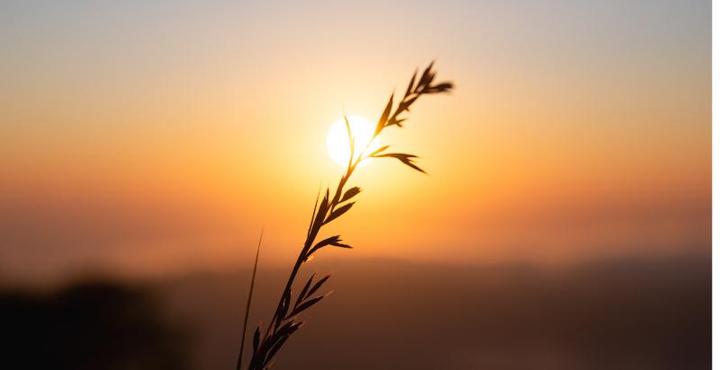 a plant captured in the setting sun