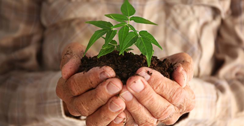 a person holding a small plant in his hands
