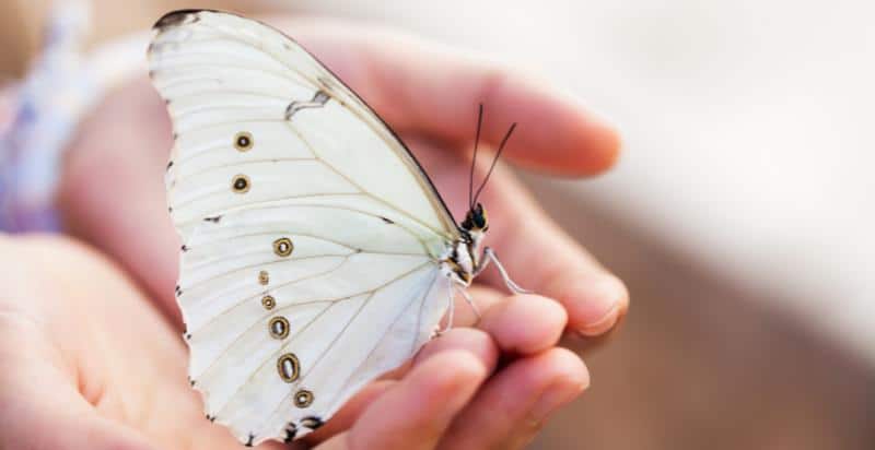 53 Butterfly Quotes to Inspire Growth and Transformation